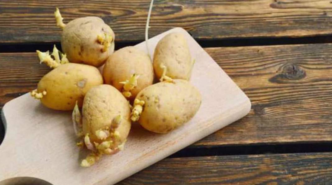 Patatesi bu yöntemle saklayın filizlenme sorununa son verin 13